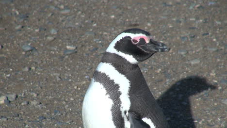 Patagonia-Magdalena-penguin-shows-off-markings-19