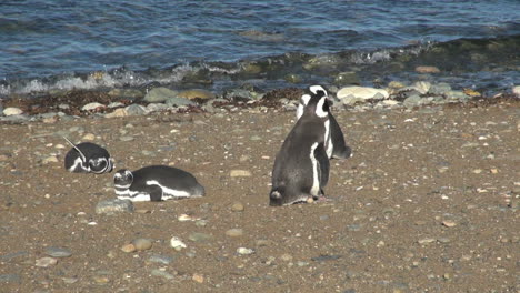 Patagonia-Magdalena-penguin-waddles-along-shore-18b