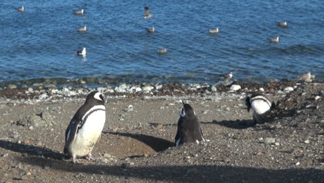 Patagonia-Magdalena-penguin-sentry-and-gulls-21