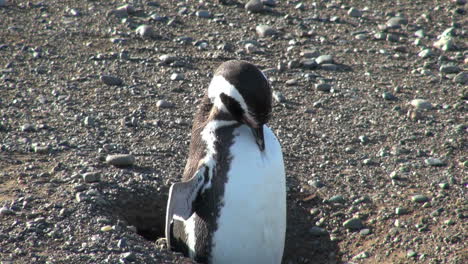 Patagonia-Magdalena-penguin-preening-in-burrow-24
