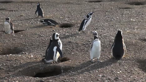 Patagonien-Pinguine-Interagieren-S3
