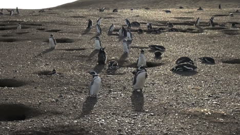 Patagonien-Magdalena-Pinguine-Unheimliche-Landschaft-7