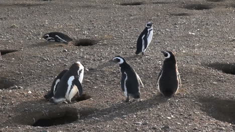 Patagonia-Magdalena-Pinguin-Körpersprache-5
