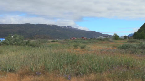 Greenland-Narsarsuaq-vegetation-&-insects-s2