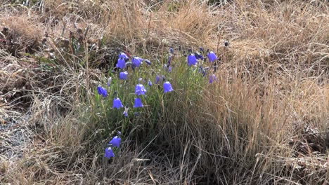 Groenlandia-Narsarsuaq-Vegetación-Zoom