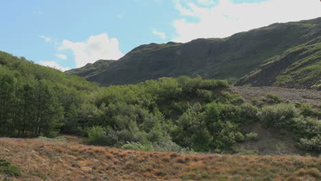 Grönland-Narsarsuaq-Vegetation-Mit-Bäumen