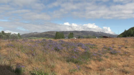 Vegetation-In-Grönland-Narsarsuaq-Verkleinern