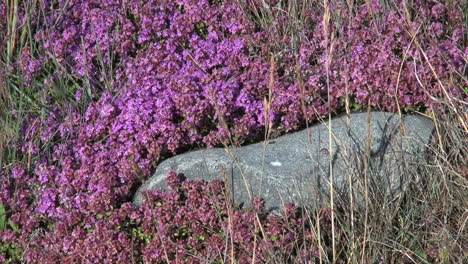 Groenlandia-Narsarsuaq-Vegetación-Flores-Rosadas-Y-Rocas