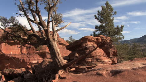 Colorado-Garten-Der-Götter-Baum-Und-Felsen