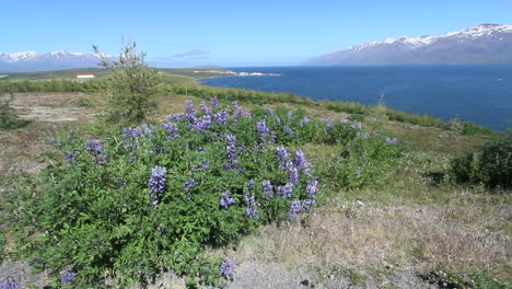 Iceland-Eyjafjordur-&-Hauganes-village-scene-c