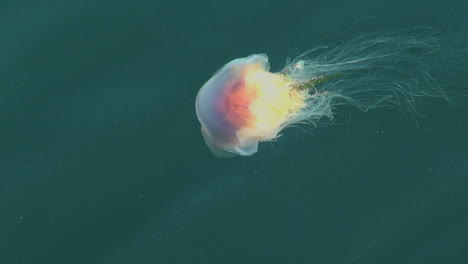 Jellyfish-s2