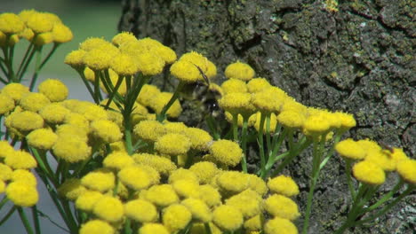 Netherlands-yellow-flor-bunch-and-bee