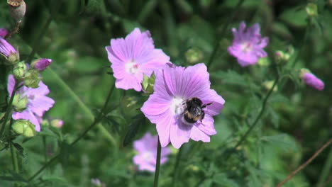 Niederländische-Biene-Geht-Im-Kreis-Auf-Lila-Blume