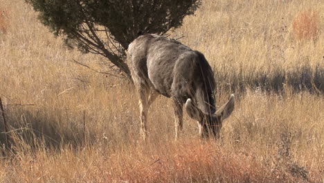 New-Mexico-deer-feeding