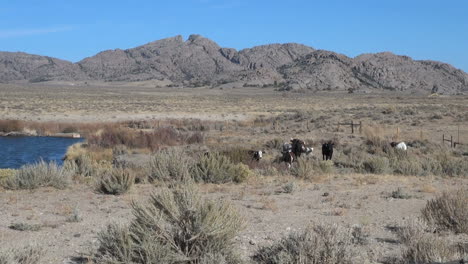 Wyoming-Split-Rock-Y-Río-De-Agua-Dulce-Con-Ganado