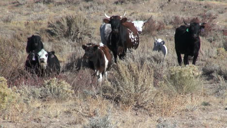 Wyoming-Vacas-Y-Aves-Cerca-De-Split-Rock
