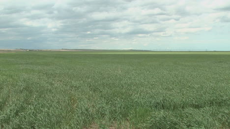 Campo-De-Trigo-Con-Grano-En-El-Viento-P