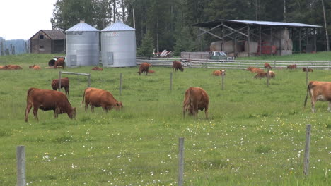 Canada-Alberta-cattle-with-silos,-cows-grazing