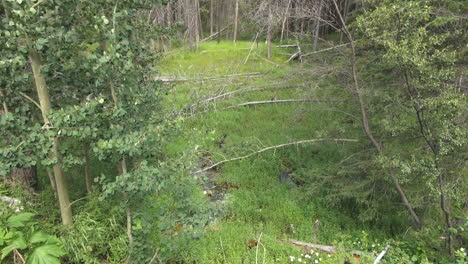 Canada-Alberta-Banff-marsh-detail