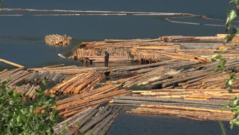 Registros-Flotantes-Del-Lago-Adams-De-Columbia-Británica