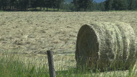 British-Columbia-hay-bail