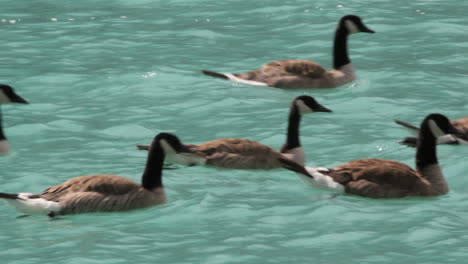 Canada-Banff-Canada-geese-swimming-through-waves