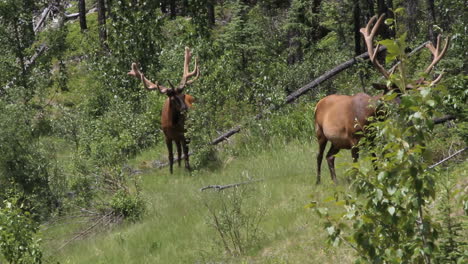 Canadá-Banff-Elk-Comiendo-Arbustos