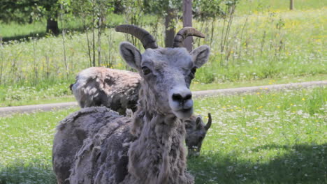 Canada-Banff-Montaña-goat