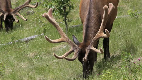 Canada-Banff-elk-with-antlers