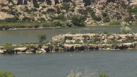 Montana-Missouri-River-birds-on-island-s