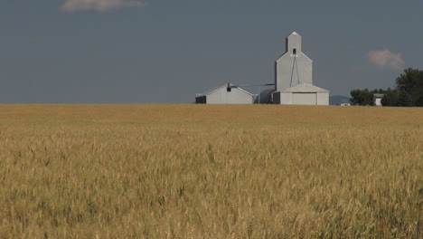 Montana-wheat-and-grain-elevator-s