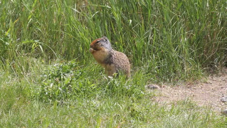 Ardilla-De-Tierra-Comiendo-En-Pastizales