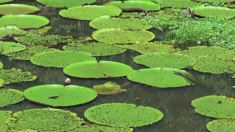 Almohadillas-De-Nenúfar-Del-Amazonas