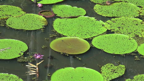 Amazonas-Seerosen-Rosa-Blume