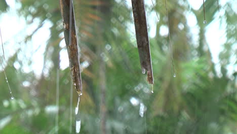 Amazon-rain-dripping