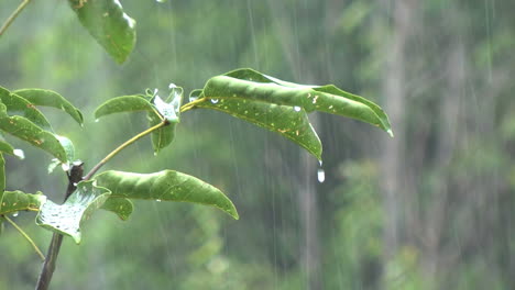 Amazonas-Starker-Regen-In-Einem-Dschungel