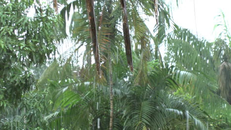 La-Lluvia-Amazónica-Se-Aleja