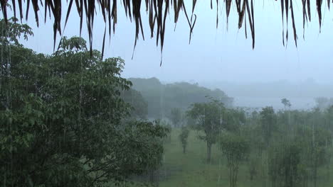 Amazonas-Regen-Neblige-Aussicht