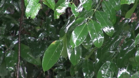 Hojas-De-Amazon-Bajo-La-Lluvia