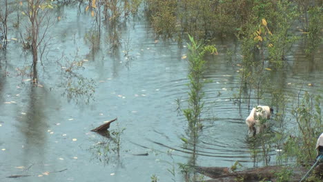 Amazonasregen-Mit-Hund-Im-Wasser