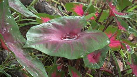 Amazon-Zoomt-Auf-Blatt-Mit-Wasser