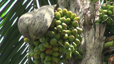 Amazon-jungle-garden-palm-fruits