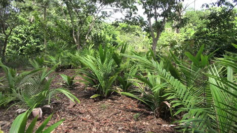 Amazonas-Dschungelgarten-Mit-Pflanzen-Und-Farnen