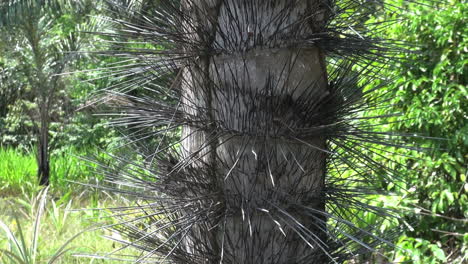 Amazon-spiny-tree-trunk