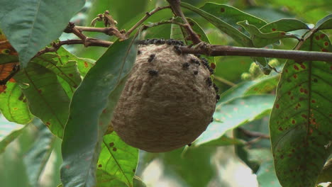Amazon-jungle-wasp-nest