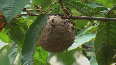 Nido-De-Avispas-De-La-Selva-Amazónica