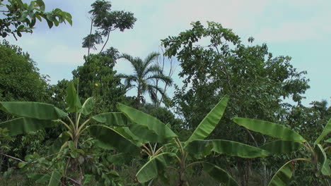 Plantas-De-La-Selva-Amazónica-Y-Cielo