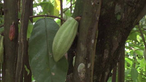 Vaina-De-Cacao-Zoom-En-2