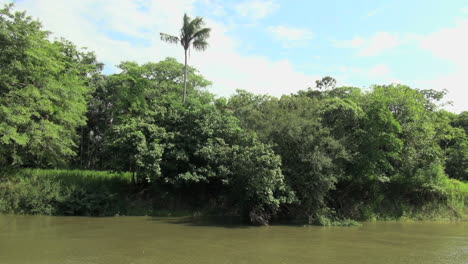 Brasilien-Amazonas-Backwater-In-Der-Nähe-Von-Santarem-Bank-Mit-Einsamer-Palme-S