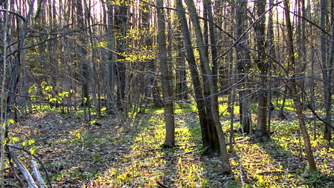 Ohio-sun-on-spring-forest